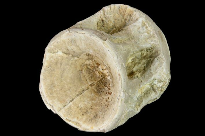 Fossil Xiphactinus (Cretaceous Fish) Vertebra - Kansas #139298